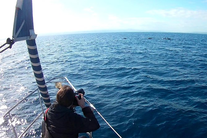Dolphin Watching & Conservation - Dolphins in the Gulf of Catania - Time and Availability