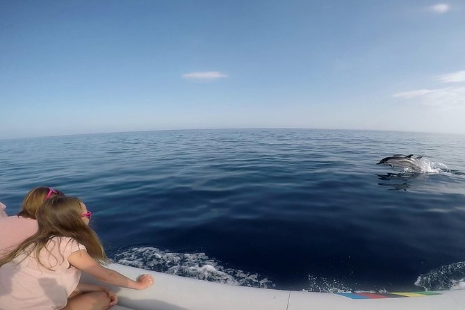 Dolphin Watching & Conservation - Dolphins in the Gulf of Catania - Observing Dolphins Safely