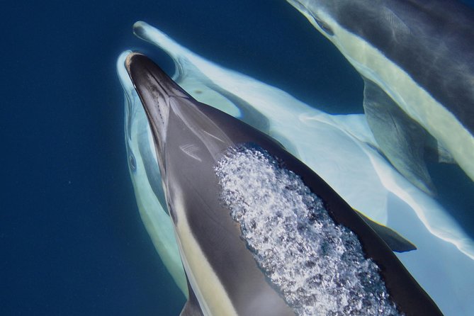 Dolphin Watching Excursion in Gibraltar - Preparing for the Excursion