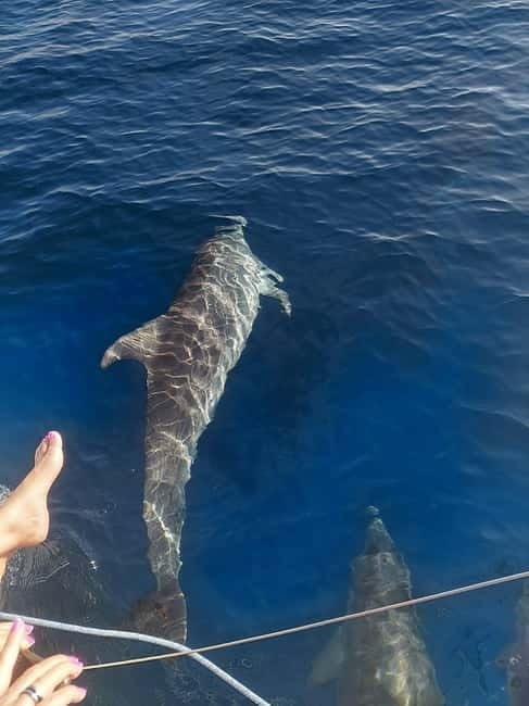 Dolphin watching in Estepona - Key Points / Takeaways