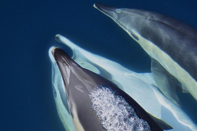 Dolphin Watching in Gibraltar & Fast Track Priority Cable Car - Accessibility