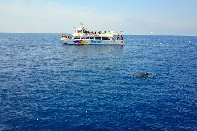 Dolphin Watching in Majorca - Introduction to the Dolphin Watching Experience in Mallorca