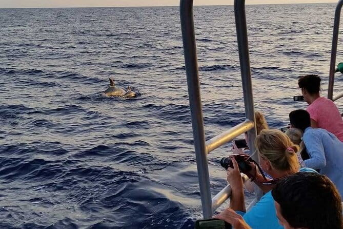 Dolphin Watching in Majorca - Detailed Breakdown of the Itinerary