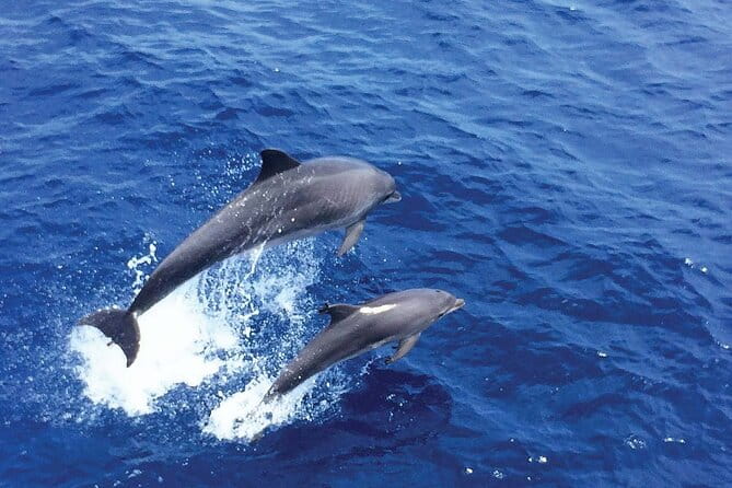 Dolphin Watching in Majorca - The Sum Up