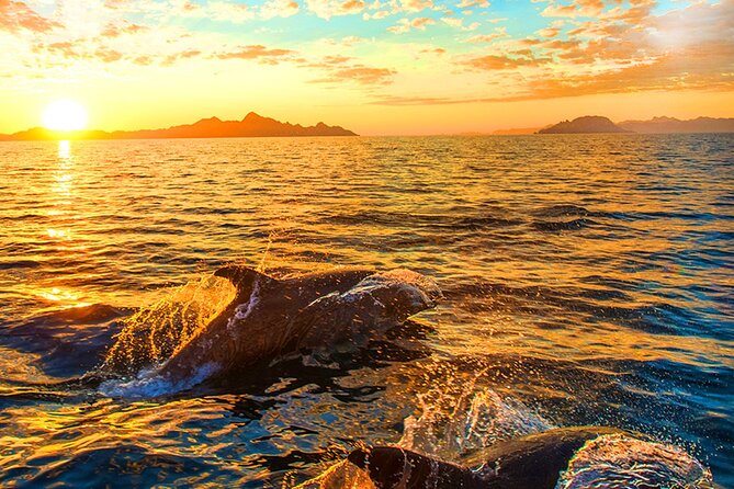 Dolphin Watching in the Brijuni National Park From Pula - Alcohol and Age Restrictions