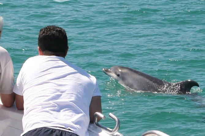 Dolphin Watching in the Wild - Half Day - Key points / Takeaways