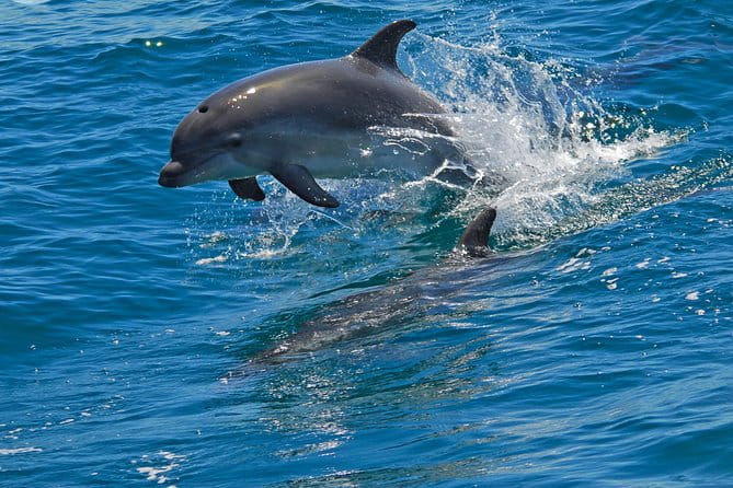 Dolphin Watching in the Wild - Half Day - Practical Tips for Enjoying Your Dolphin Tour