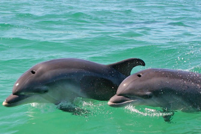 Dolphin Watching in the Wild - Half Day - Final Thoughts: Who Should Consider This Tour?
