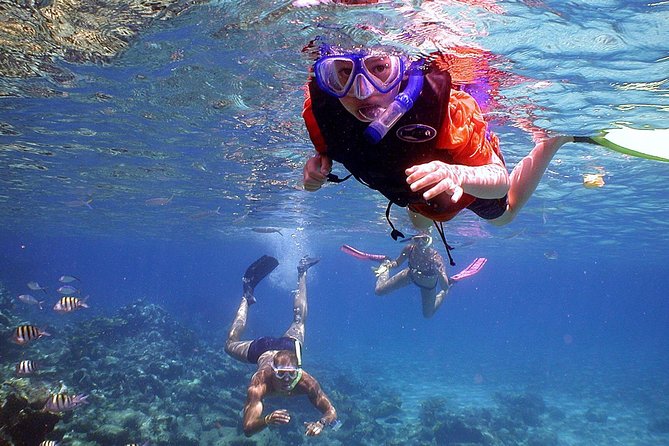 Dolphin Watching & Snorkeling - Snorkeling With Diverse Wildlife