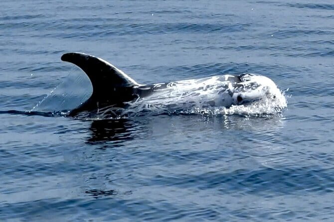 Dolphin Watching with Biologist in Arrábida Natural Park - Practical Tips for Travelers