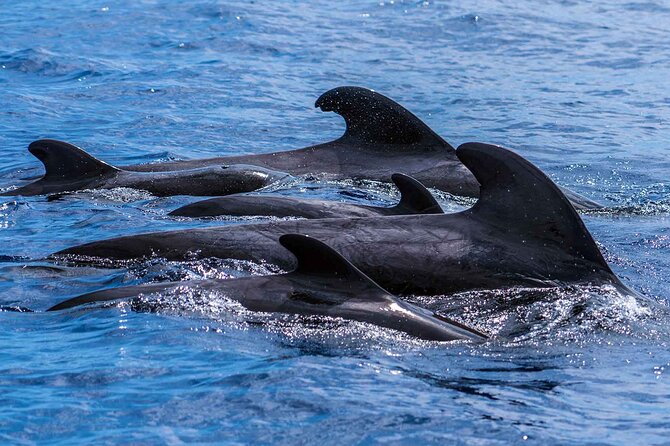 Dolphin - Whale - Turtle - Bird Watching - Cancellation Policy