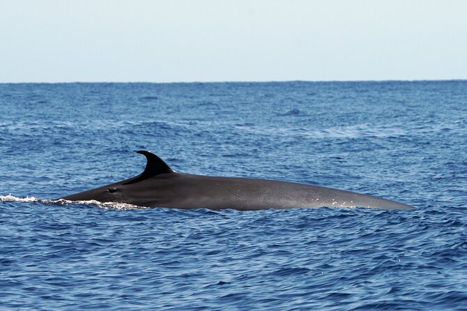 Dolphin - Whale - Turtle - Bird Watching - Wildlife Sightings Guarantee