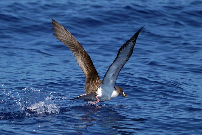 Dolphin - Whale - Turtle - Bird Watching - Tour Duration and Distance