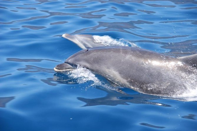 Dolphin - Whale - Turtle - Bird Watching - Guided Commentary Features