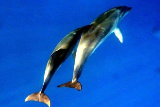 Dolphins Circus tour in Small group - Exploring Sardinia’s Coastline in Style