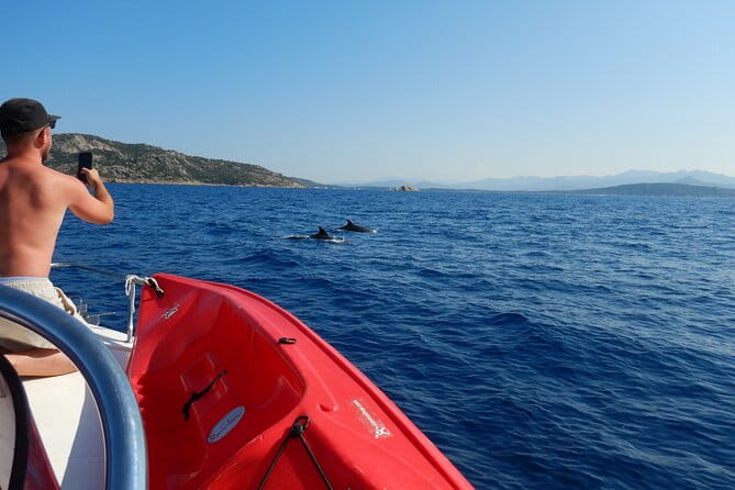 Dolphins Circus tour in Small group - Who Is This Tour Best For?