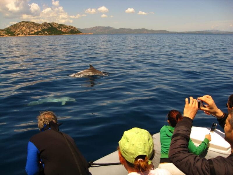 Dolphins: Dolphin Sightseeing Tour and Cape Figari By Dinghy - Transfer and Itinerary Breakdown
