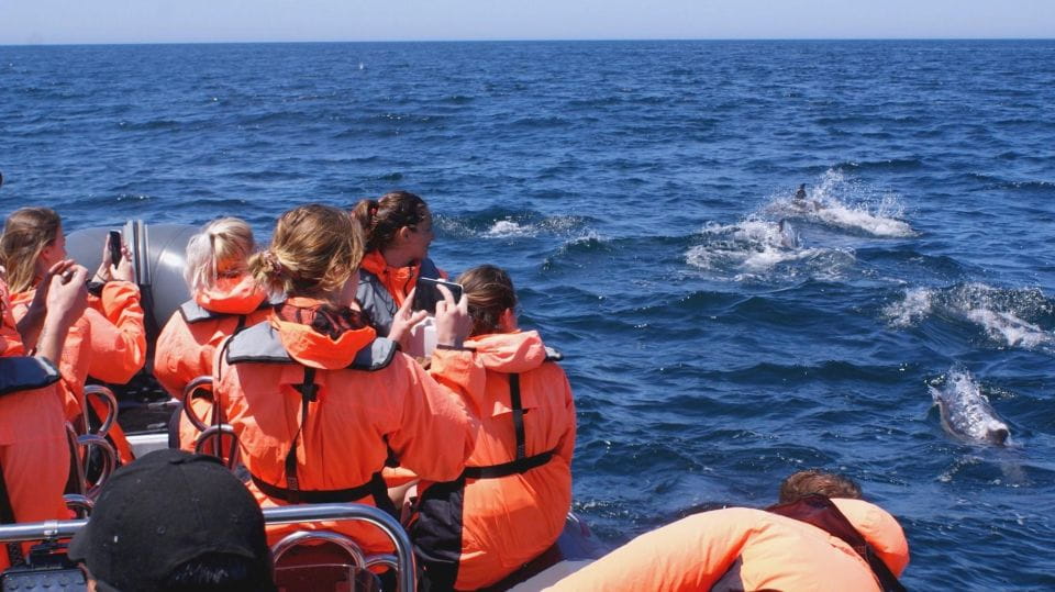 Dolphins Watching - Portimão - Dolphin Sighting Success Rate