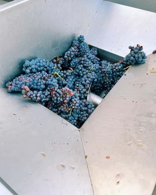 Domodossola: Savor Wines & Local Treats in a Scenic Vineyard - Who Will Love This Experience?