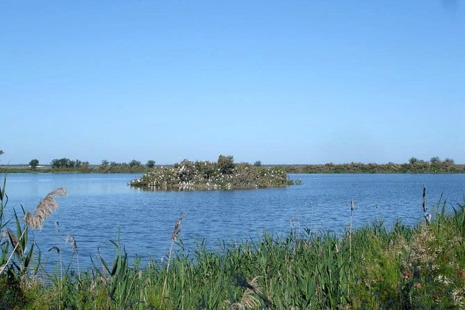 Doñana 4x4 and El Rocío Tour - Entering the Natural Wonder: Doñana in Depth