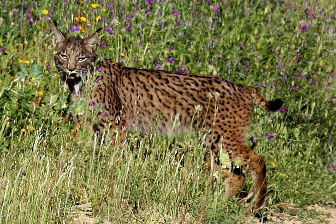 Donana National Park & Matalascanas Guided Tour from Seville - Explore the Wild Side of Spain: A Deep Dive into the Doñana Tour