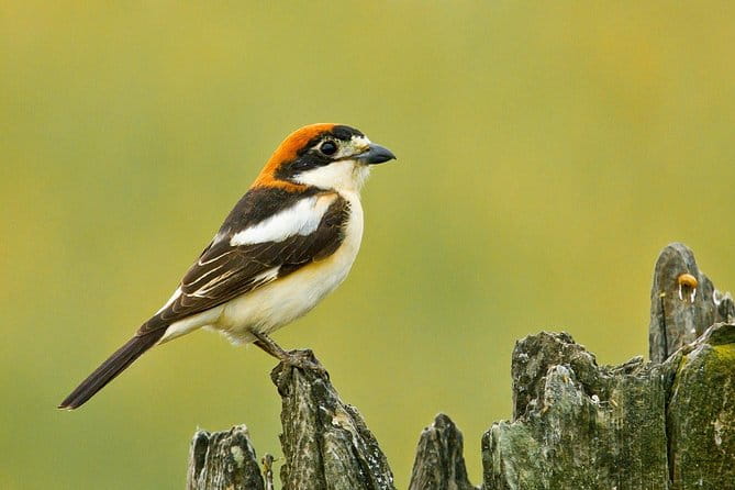 Donana National Park & Matalascanas Guided Tour from Seville - Final Thoughts: Is It Worth Your Time?