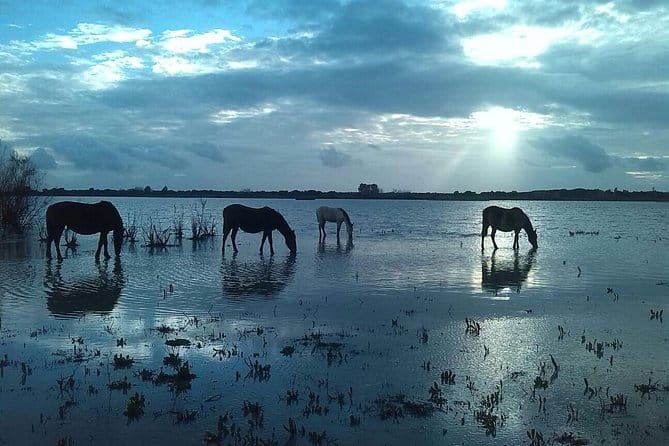 Doñana Natural Park Full-Day Tour from Seville - In-Depth Review of the Doñana Full-Day Tour