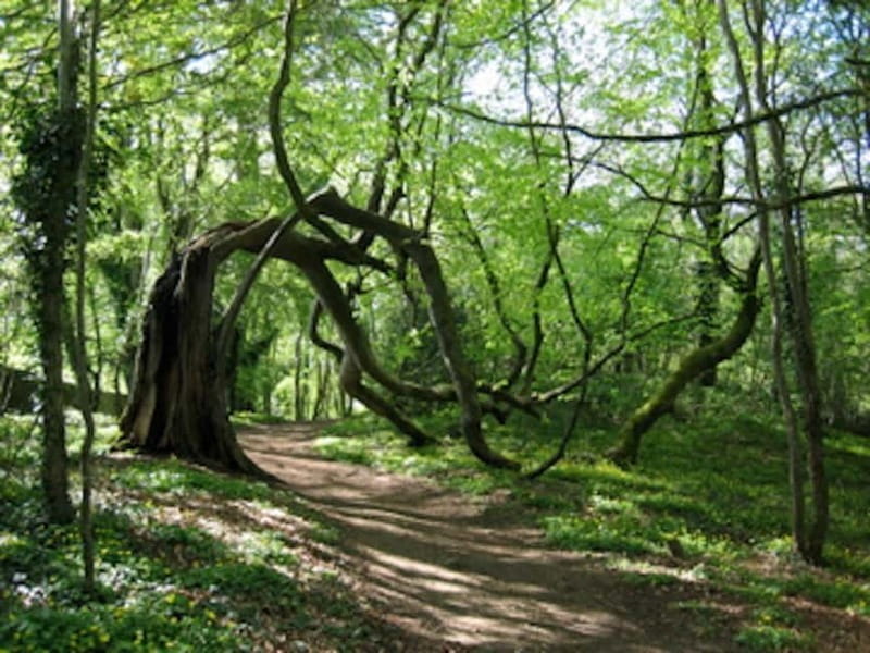 Donegal: Oakfield Park Entry Ticket - FAQ about Oakfield Park in Donegal