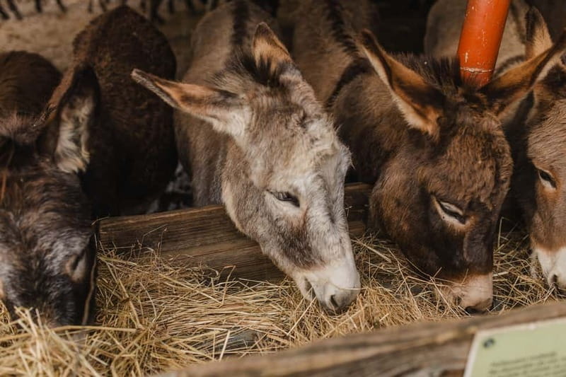 Donkey Farm and Lipa Cave Tour; Cave Crawling Donkey Calling - Key Points / Takeaways