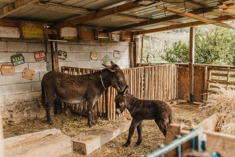 Donkey Farm and Lipa Cave Tour; Cave Crawling Donkey Calling - An In-Depth Look at the Experience