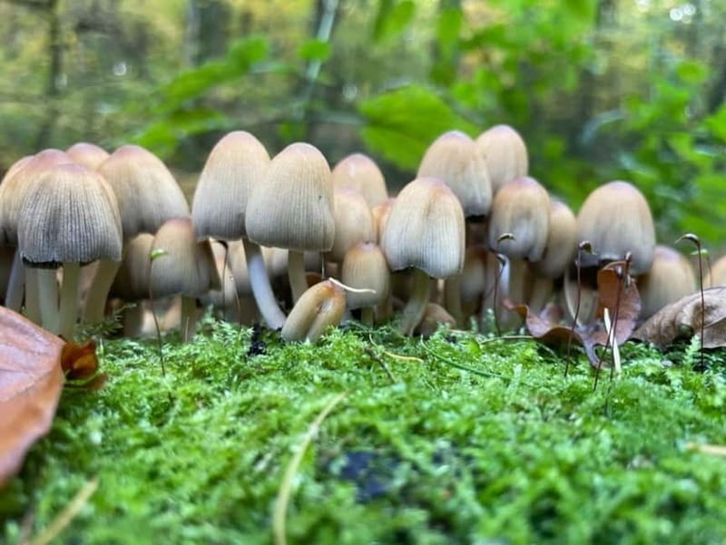 Dortmund: Allotment Garden Tour - Key Points / Takeaways