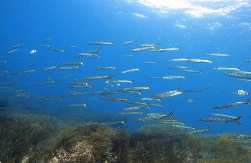 Double dive in Menorca: Discover Menorca's Marine Reserve - Entering Menorca’s Underwater Wonderland