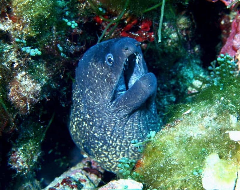 Double dive in Menorca: Discover Menorca's Marine Reserve - Final Thoughts: Is This Tour Worth It?