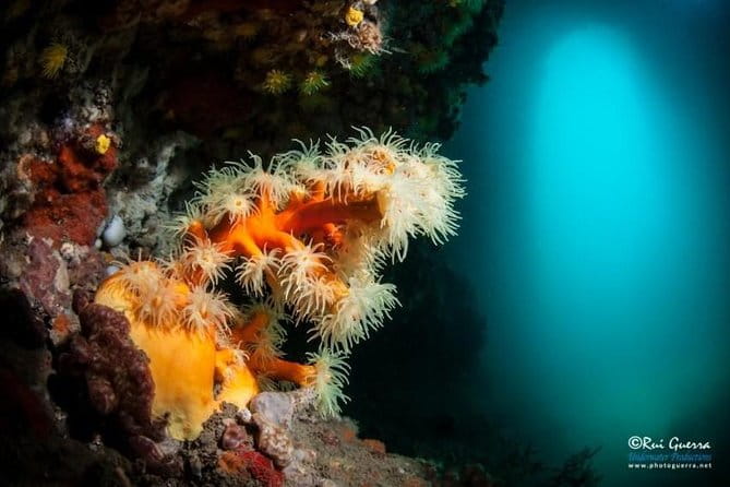 Double dive in the Algarve. Don't stop on the beach! - Who This Tour Is Perfect For