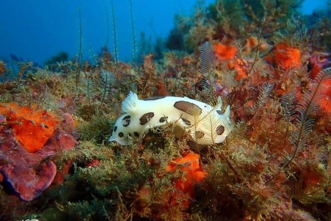 Double dive in the Algarve. Don't stop on the beach! - Final thoughts: Who should consider this experience