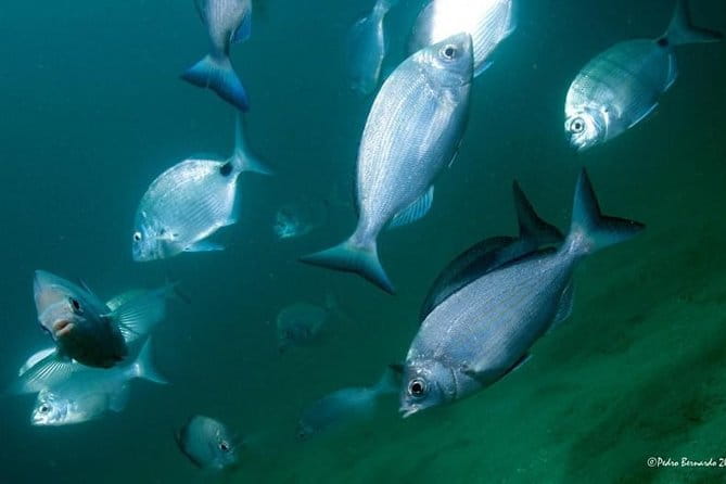 Double dive in the Algarve. Don't stop on the beach! - FAQ: Your questions answered