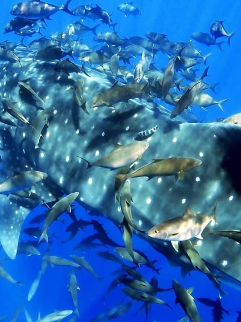 Double Dive the Azores, in the middle of the Atlantic Ocean - Exploring the Underwater World of the Azores