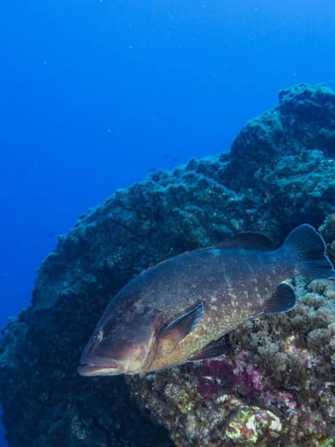 Double Dive the Azores, in the middle of the Atlantic Ocean - FAQ