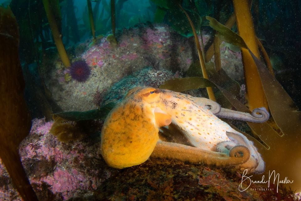 Double Scuba Dive on a Marine Reserve - Recap