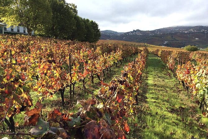 Douro: luxury walking tour with full lunch at Quinta da Pacheca - Who Should Book This Tour?