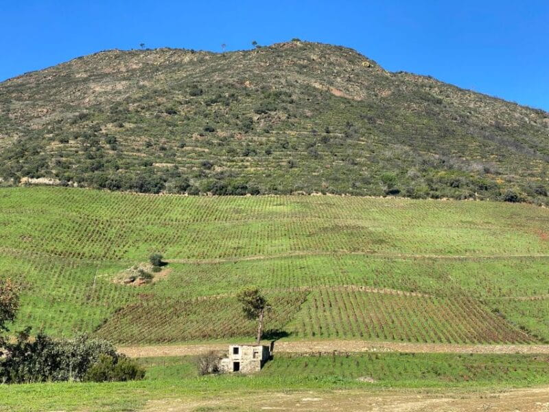 Douro - tour with train, walking, picnic and wines - Walking and Hiking in the Vineyards: A Tactile Connection