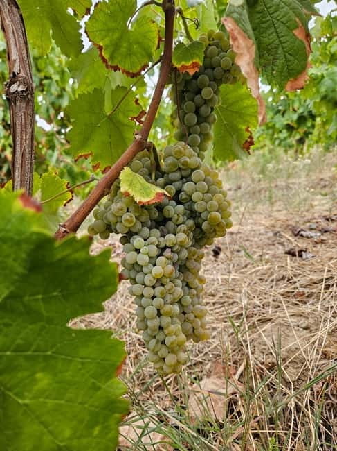 Douro: Traditional Harvest Lunch at Quinta de Sobre a Fonte - Who Is This Tour Best For?
