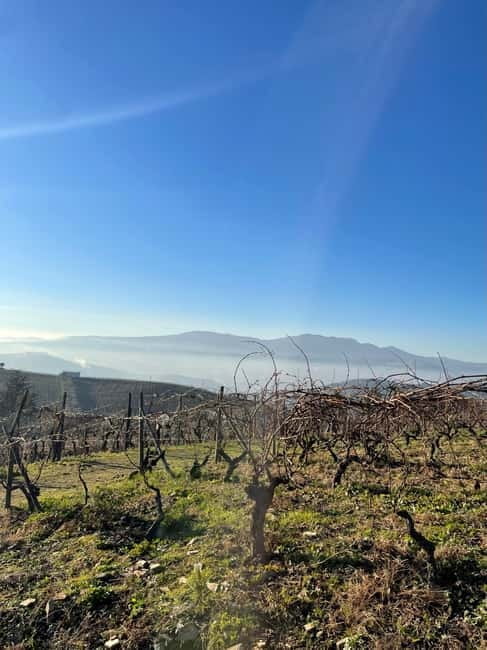 Douro Valley: Kayak and Vineyard Tour with Lunch and Wine - FAQ