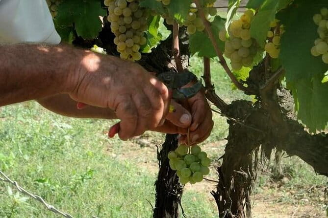 Douro Valley Premium with wine tasting lunch and boat - Frequently Asked Questions