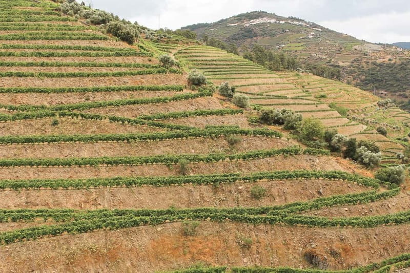 Douro Valley: Real Small-Group, Wine Tasting, Lunch & Boat - FAQs