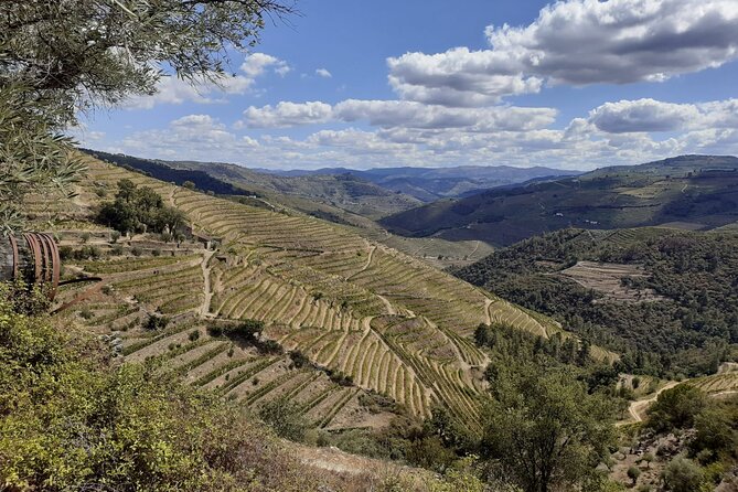 Douro Valley Small-Group Tour: 2 Wineries, Lunch, Optional Cruise - Winery and Wine Tasting