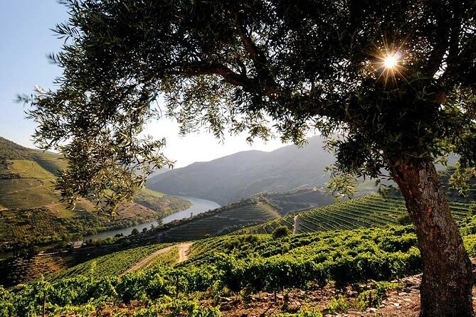 Douro Valley Small-Group Tour: 2 Wineries, Lunch, Optional Cruise - Lunch and Cruise Option