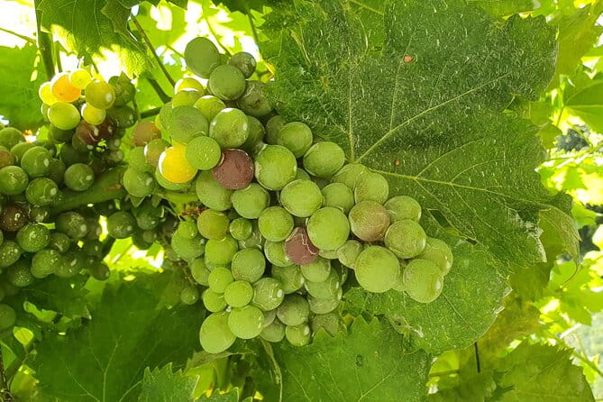 Douro Valley Tour with Train and Vinho Verde - Amarante: Sweet Flavors and Local Delights