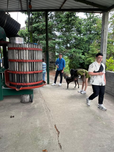 Douro Valley wine safari with wine tastings and lunch - Key Points / Takeaways