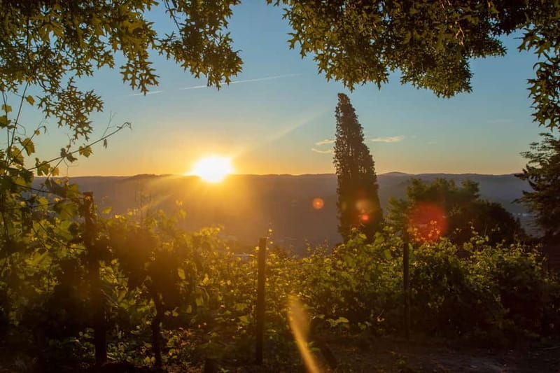 Douro: Visit And Walk Through The Vineyards And Woods - The Landscape and Scenery: Visual and Sensory Delights